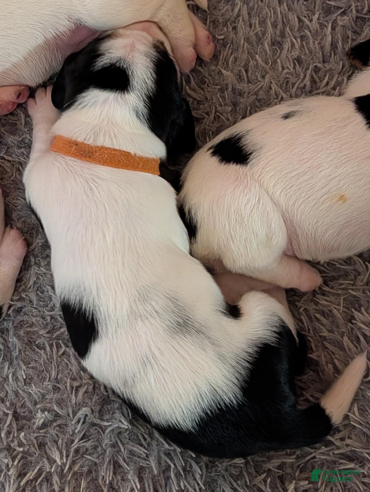 Basset Hound dogs Orange (Willa May) - Ad 15