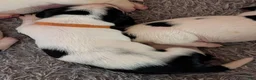 Basset Hound dogs for sale: Orange (Willa May) - Ad 1