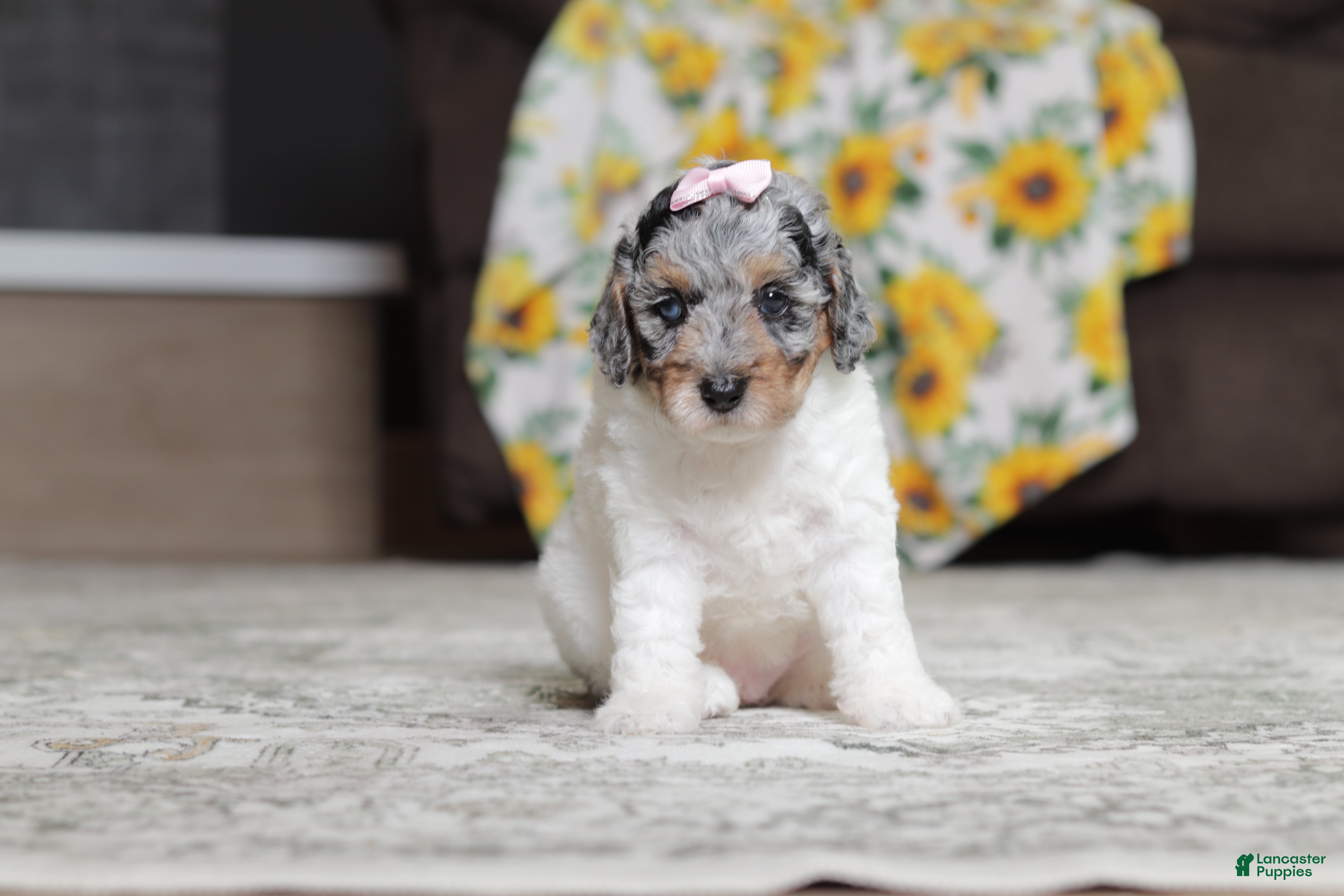 Miniature Poodle dogs Mabel - Ad 1