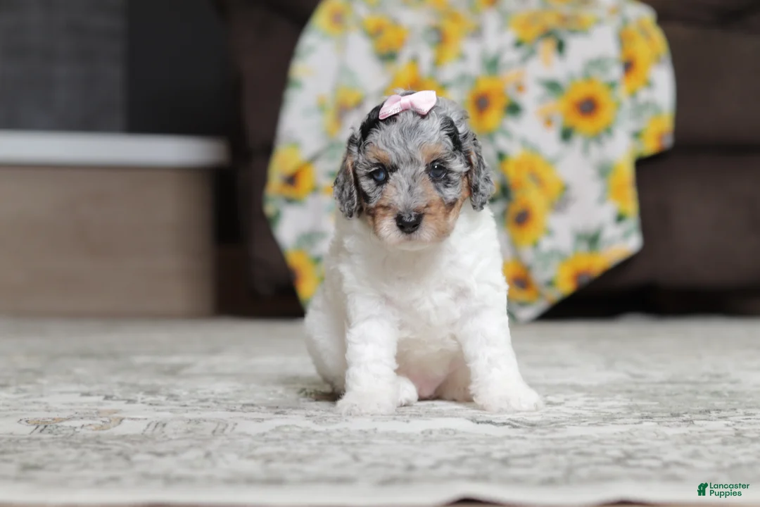 Miniature Poodle dogs for sale: Mabel - Ad 1
