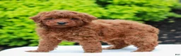 Mini Goldendoodle dogs for sale: Weston  - Ad 3