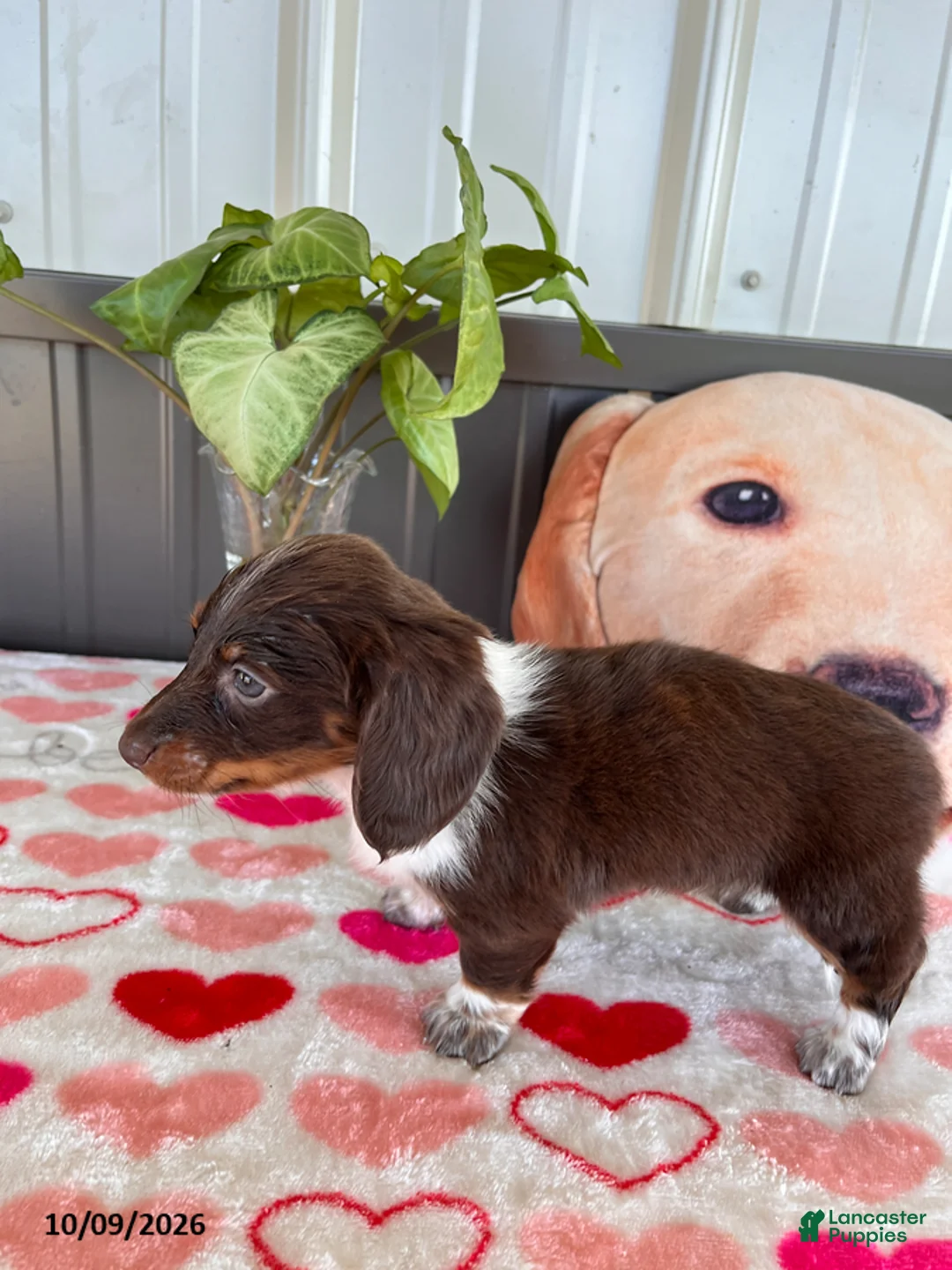 Miniature Dachshund dogs for sale: Brownie - Ad 4