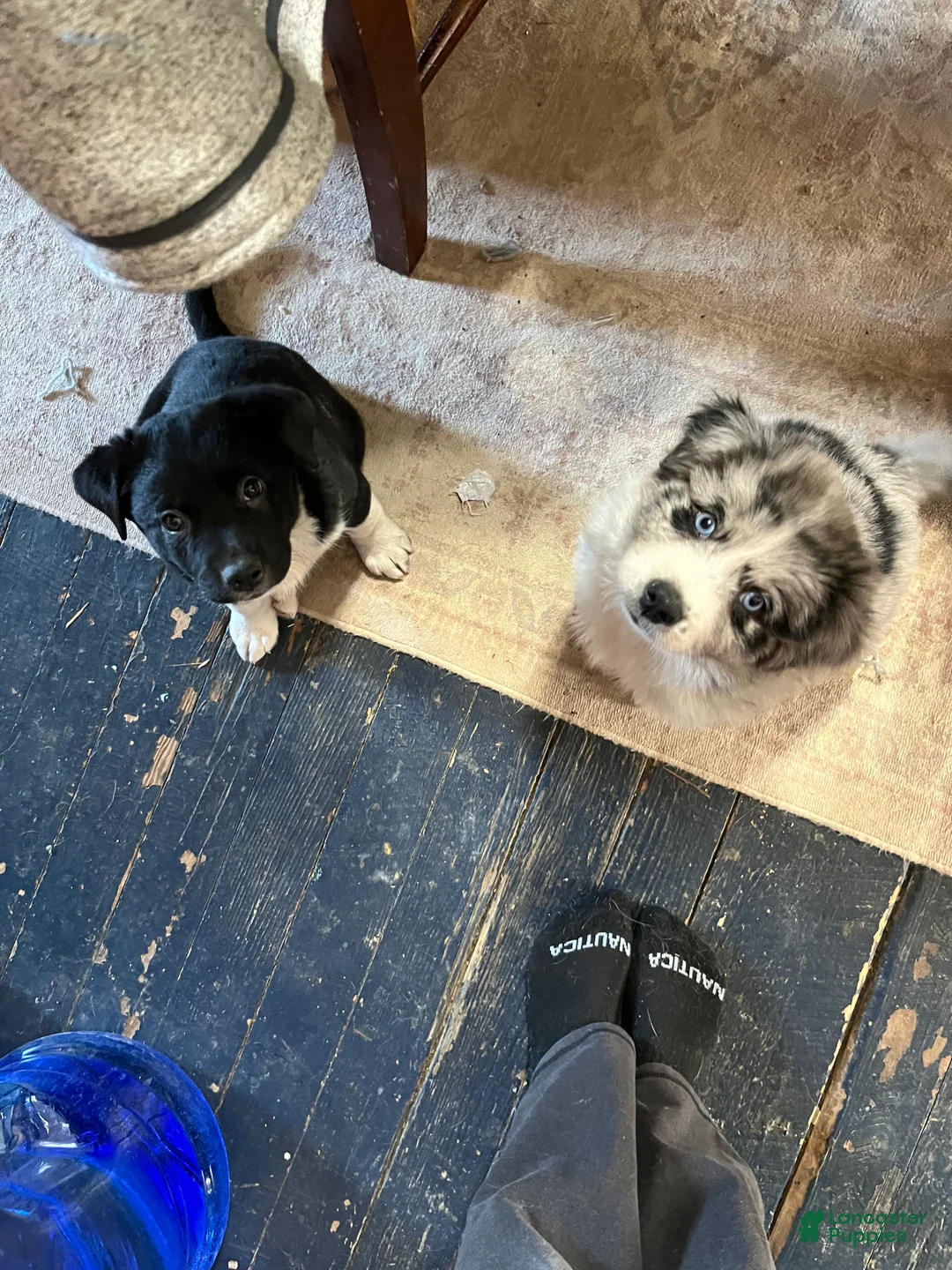 Mixed Breed dogs for sale: Rudolph - Ad 2