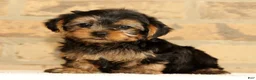 Yorkshire Terrier dogs for sale: Addy - Ad 8