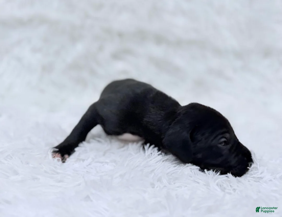 Great Dane dogs for sale: Luna Lovegood - Ad 8