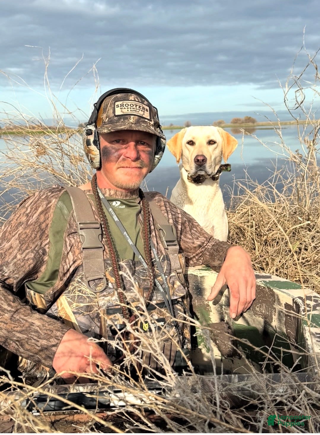 Labrador Retriever dogs Goose - Ad 2