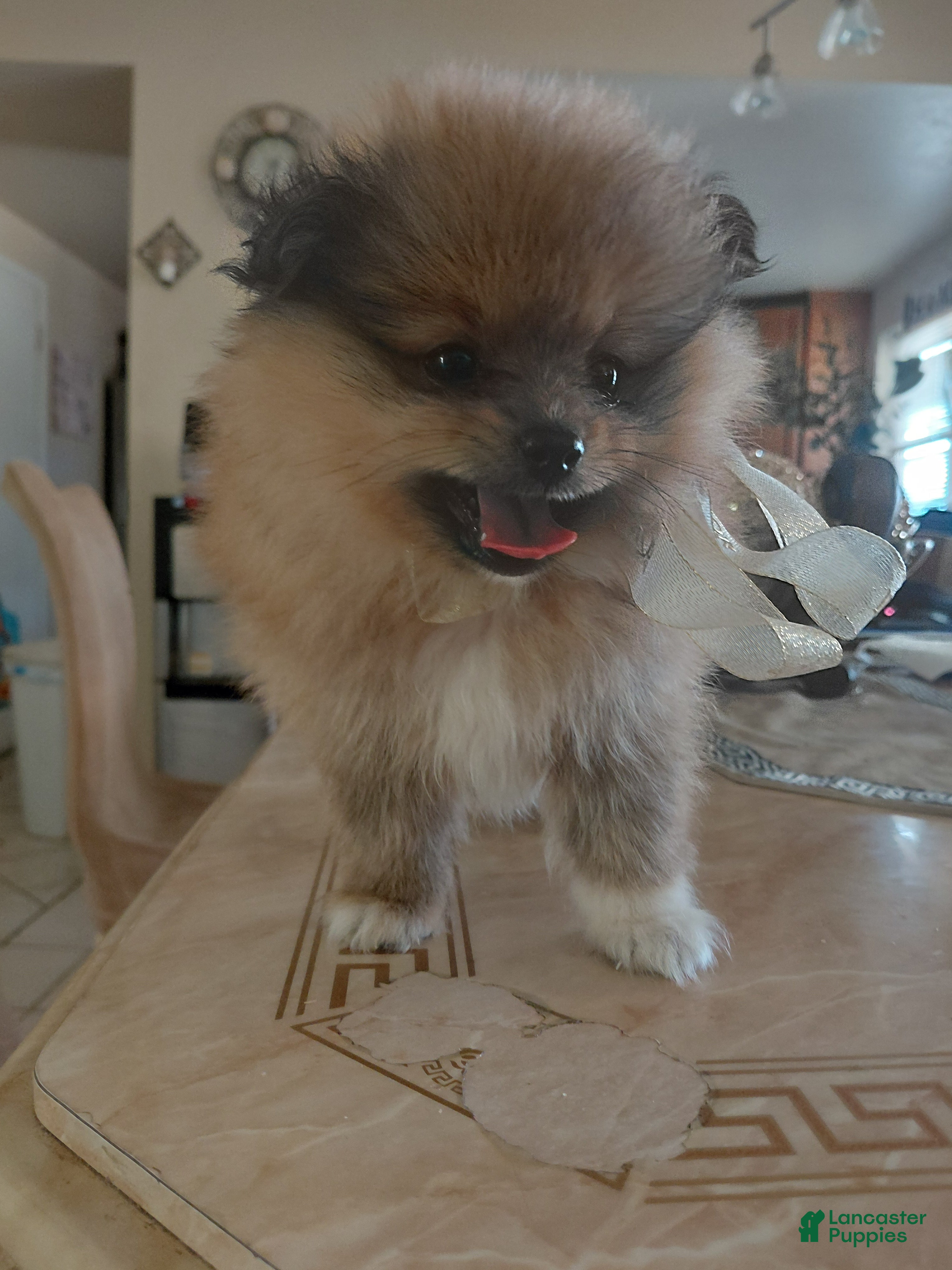 Pomeranian dogs Yogi bear 🐻 🥰 - Ad 2