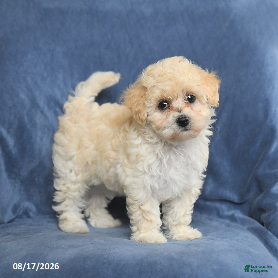 Maltipoo dogs Nichole - Ad 1