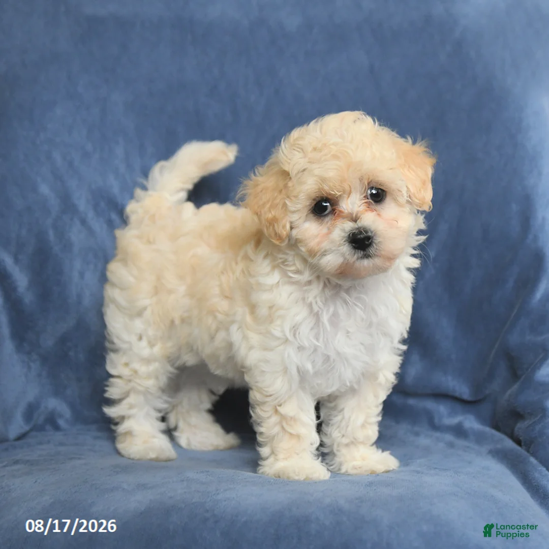Maltipoo dogs for sale: Nichole - Ad 1