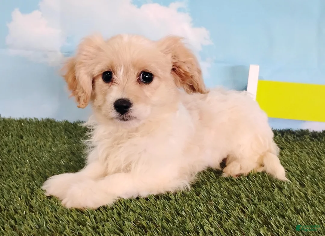 Cavachon dogs for sale: Cooper - Ad 3