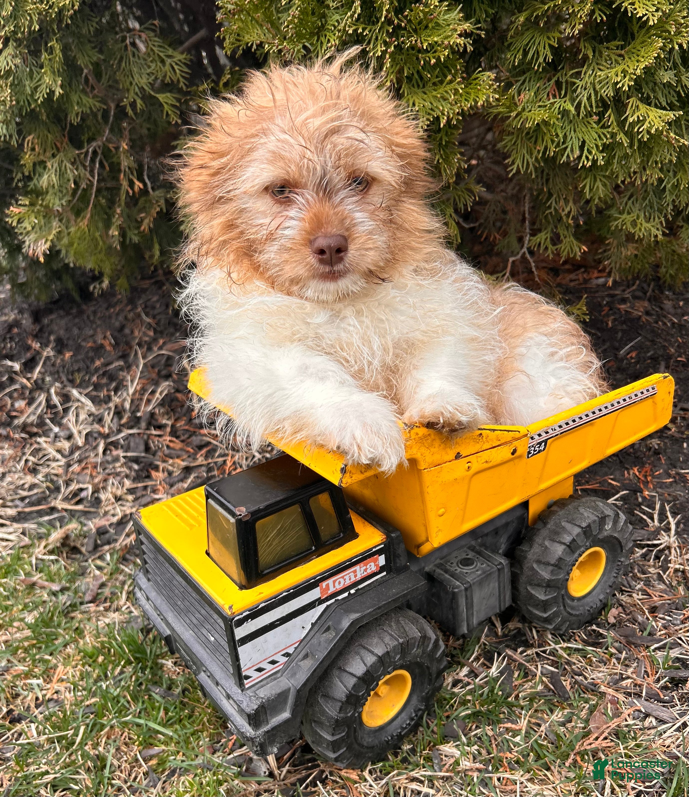 Mixed Breed dogs Gus - Ad 1