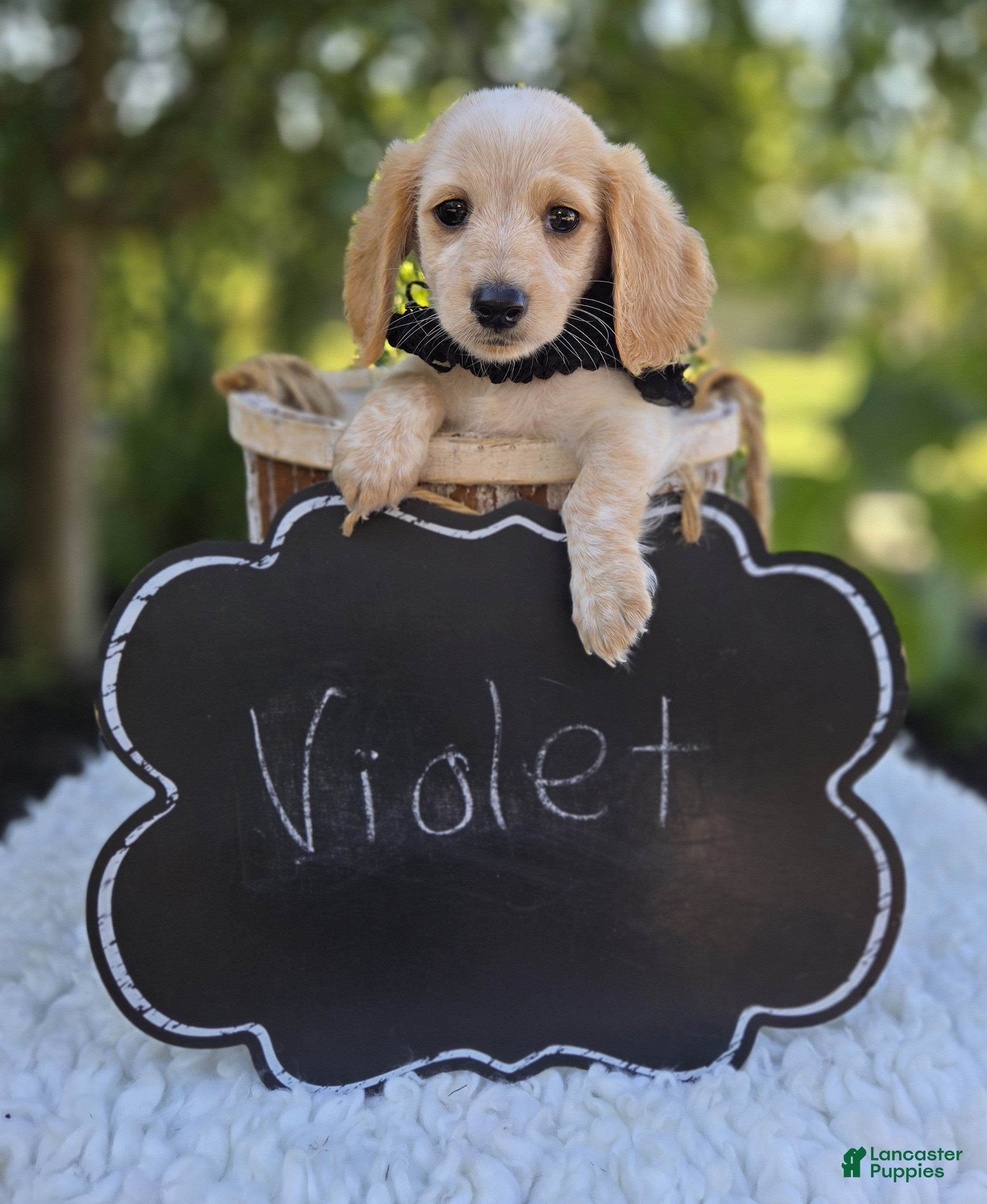 Miniature Dachshund dogs Violet - Ad 2