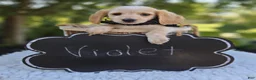 Miniature Dachshund dogs for sale: Violet - Ad 2