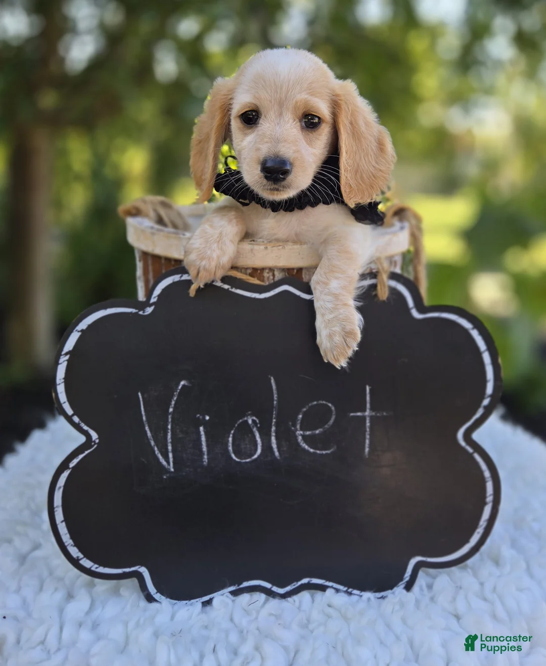 Miniature Dachshund dogs for sale: Violet - Ad 2