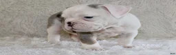 English Bulldog dogs for sale: Hayes - Ad 8
