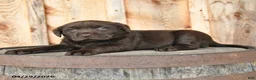 Labrador Retriever dogs for sale: Eden - Ad 3