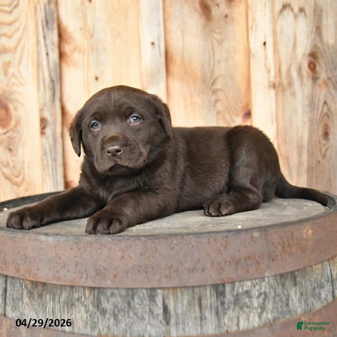 Labrador Retriever dogs for sale: Eden - Ad 3