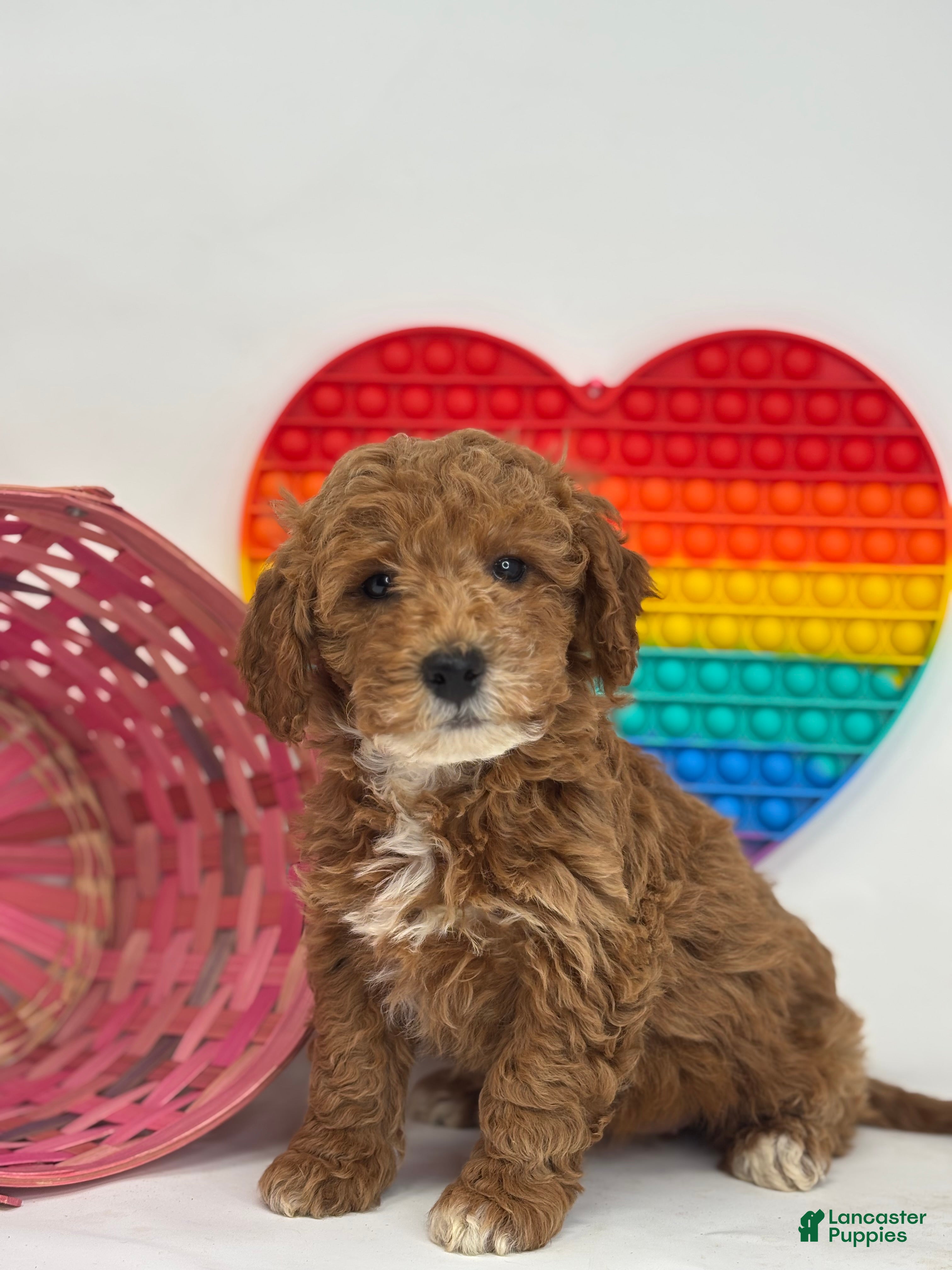 Mini Goldendoodle dogs Fran - Ad 11
