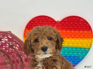 Mini Goldendoodle dogs Fran - Ad 11