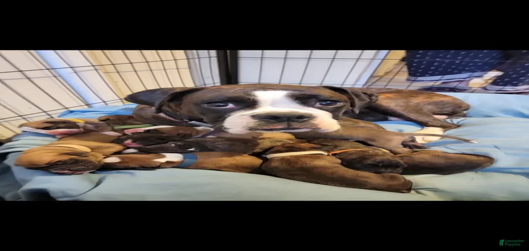 Gallery Image {{count}}