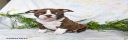 Boston Terrier dogs for sale: Berry - Ad 3