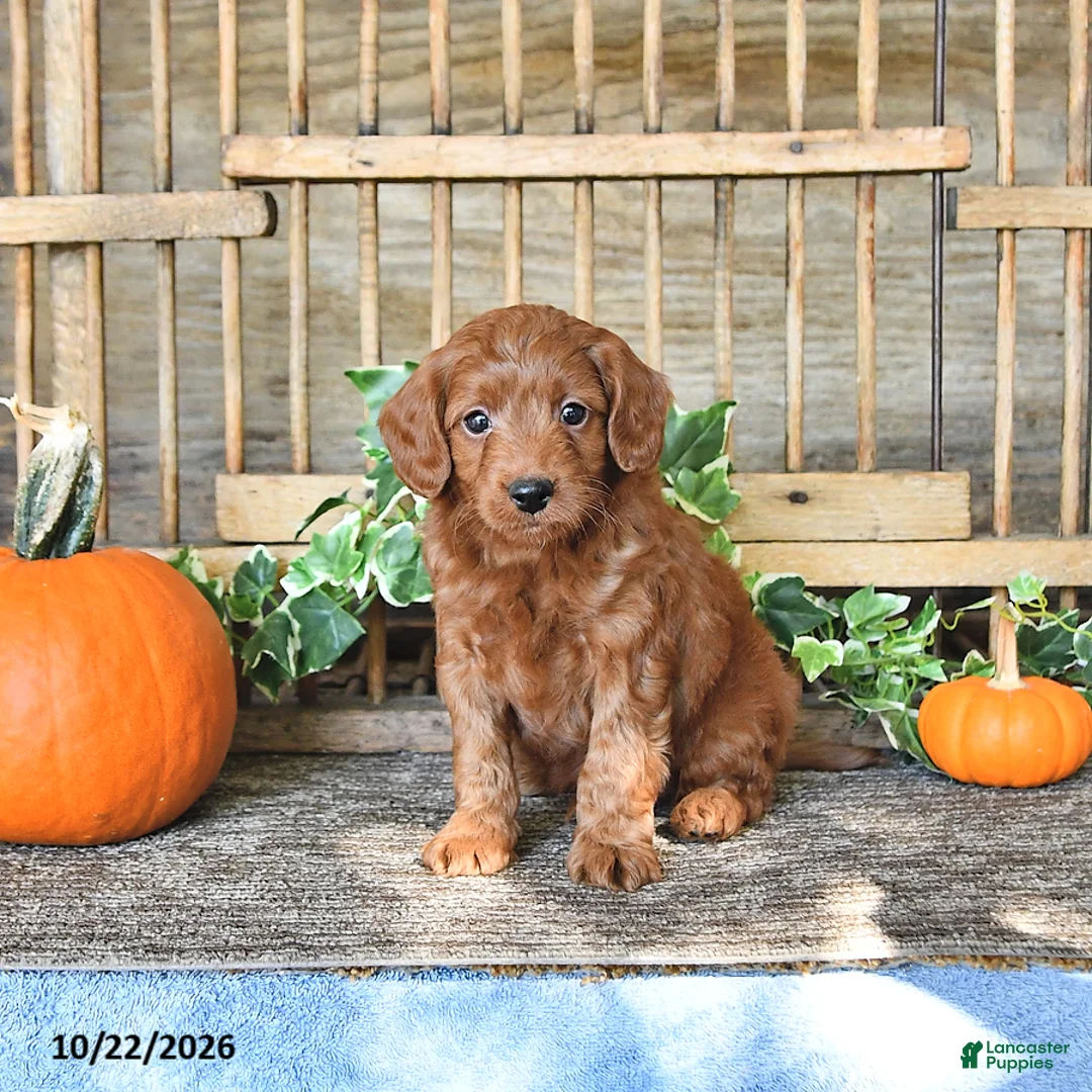 Mini Goldendoodle dogs for sale: Cade - Ad 1