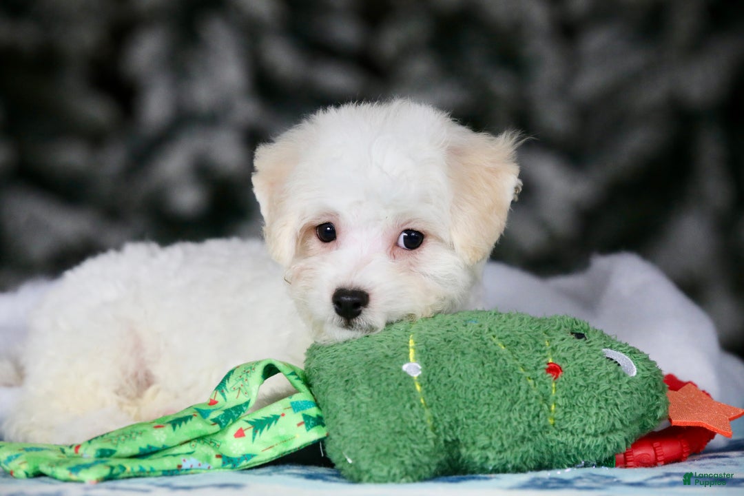 Teddy Bear dogs for sale: Dasher - Ad 20