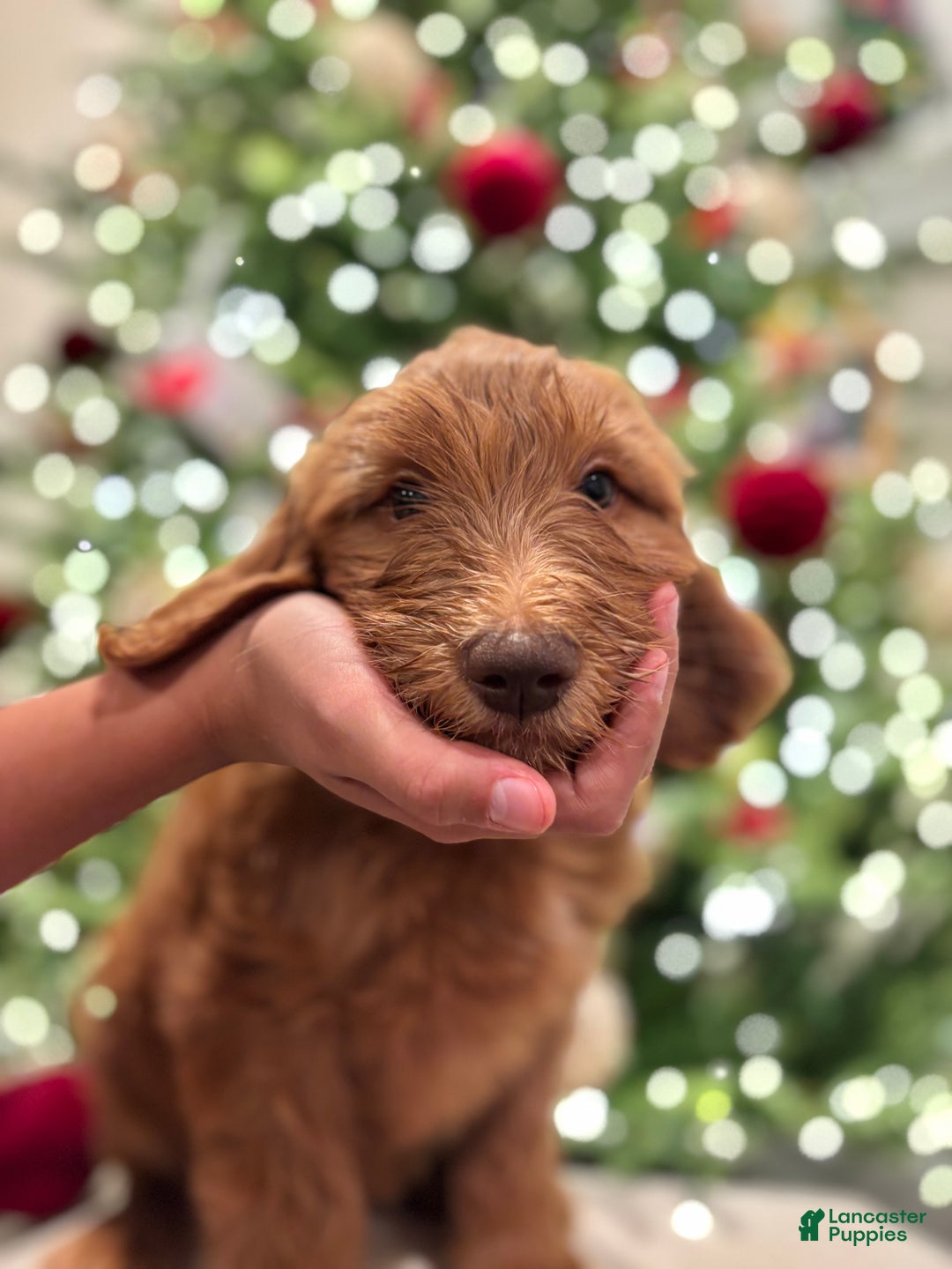 Goldendoodle dogs for sale: Blue - Ad 2