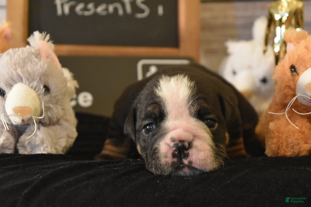 English Bulldog dogs for sale: Angela - Ad 6