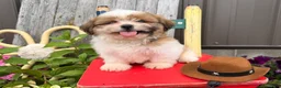 Shih Tzu dogs for sale: Quigley Shih Tzu  - Ad 1