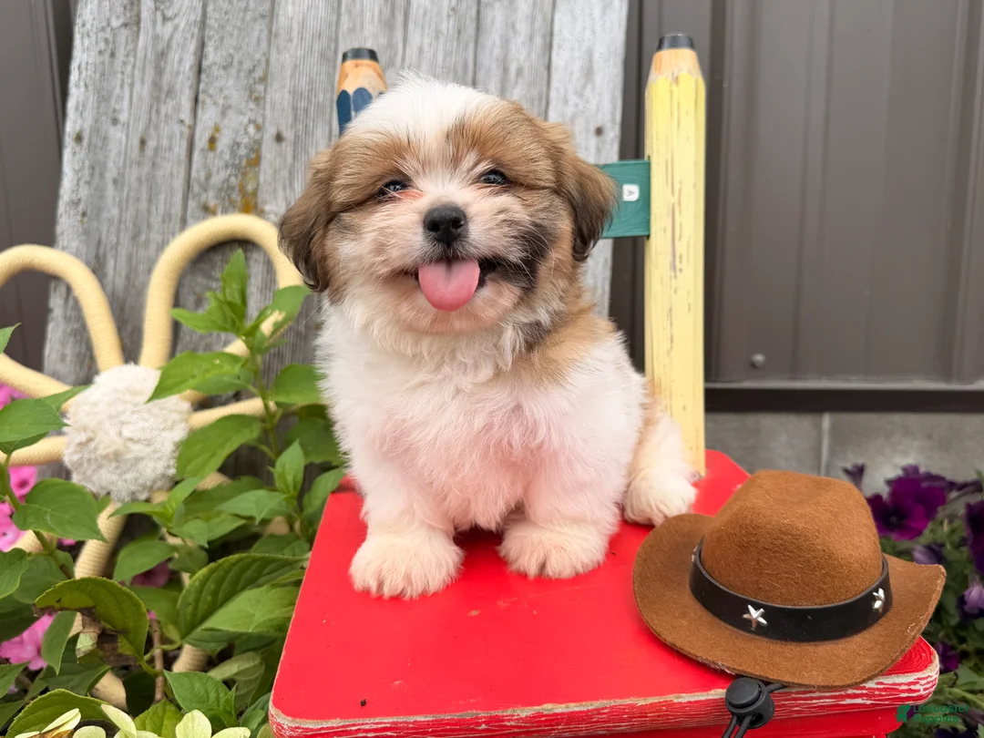 Shih Tzu dogs for sale: Quigley Shih Tzu  - Ad 1