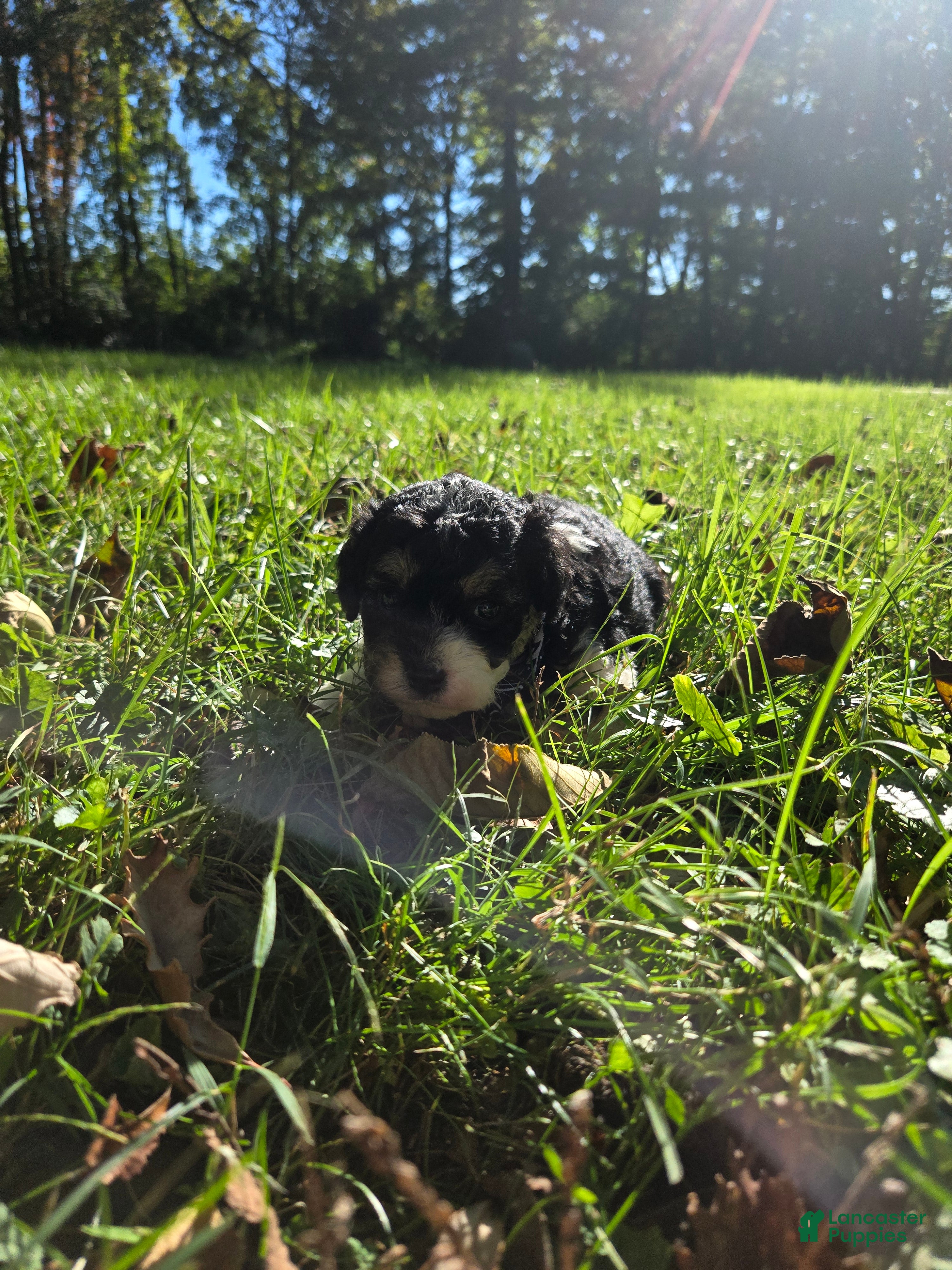 Cavapoo dogs Aster - Ad 2