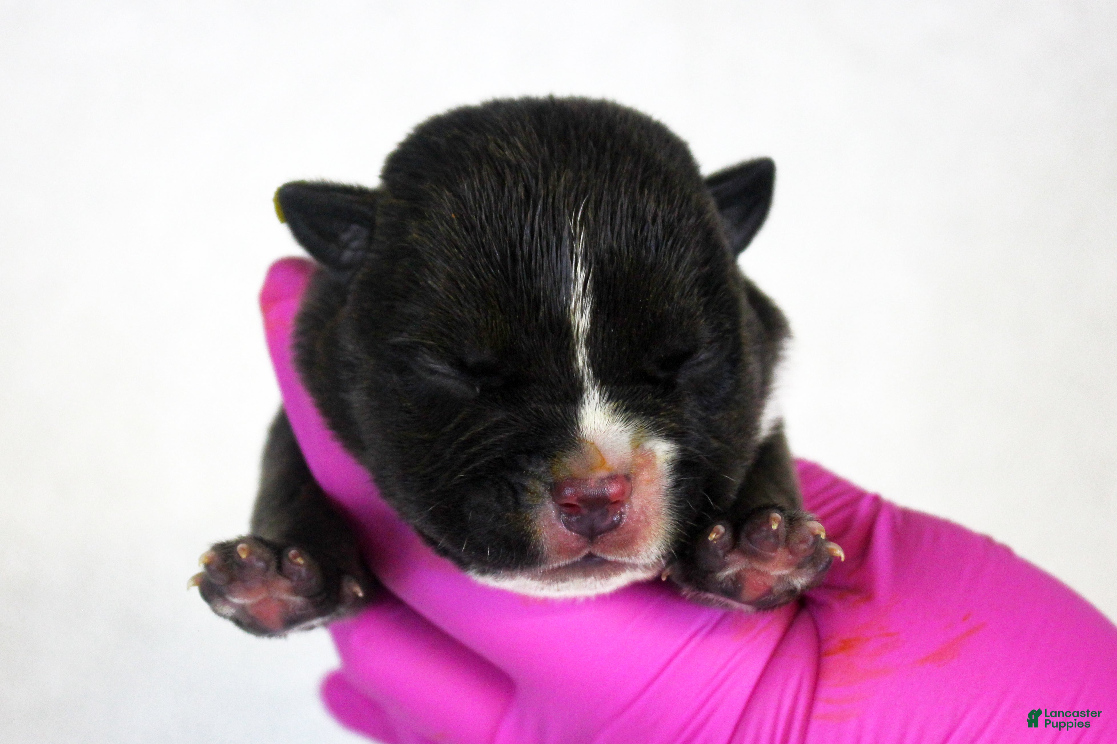 American Bully dogs Black Male - Ad 1
