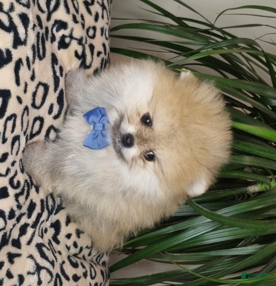 Pomeranian dogs for sale: Sofia - Ad 5