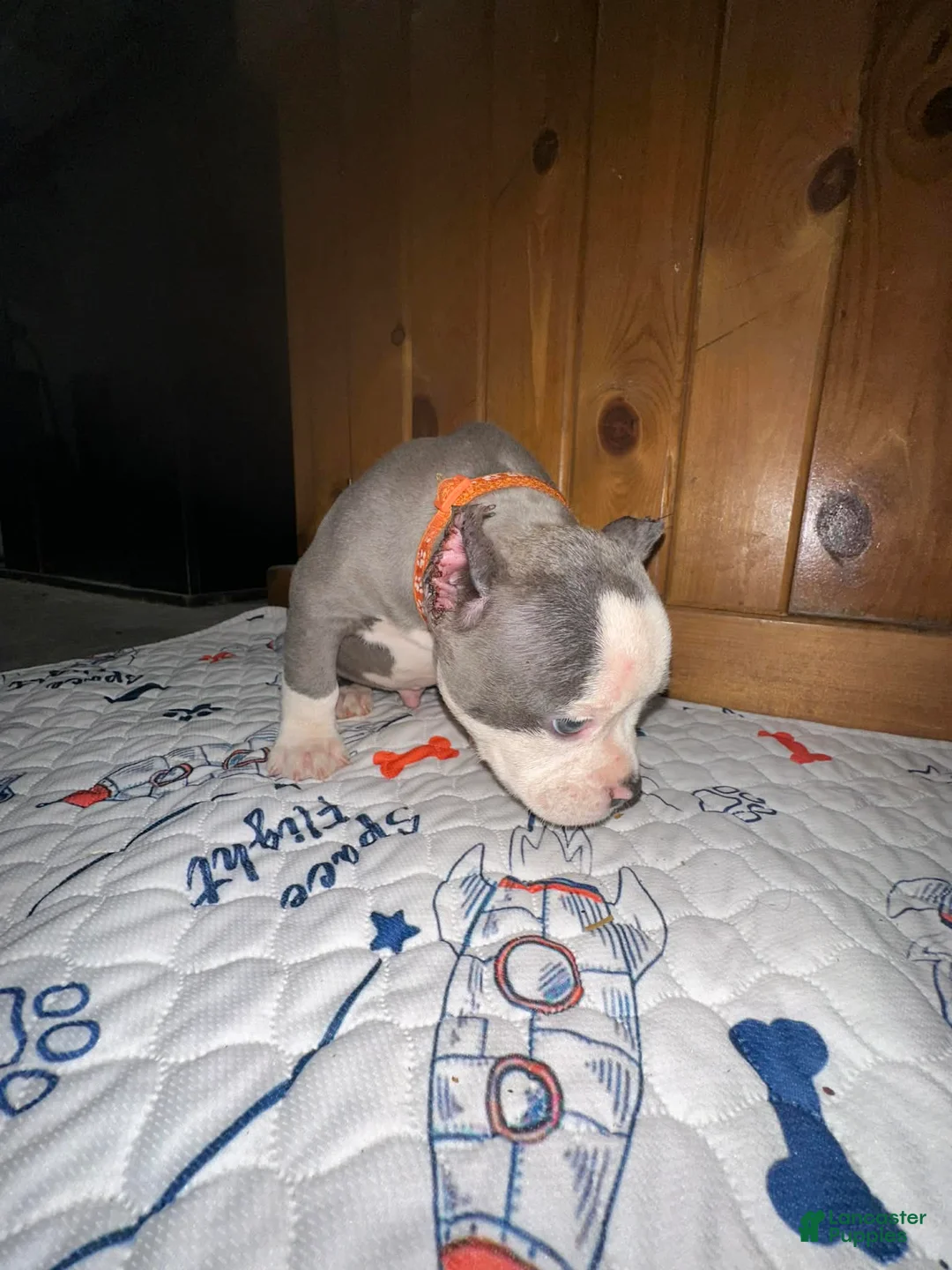 American Bully dogs for sale: American Bully Puppy 2 - Ad 2