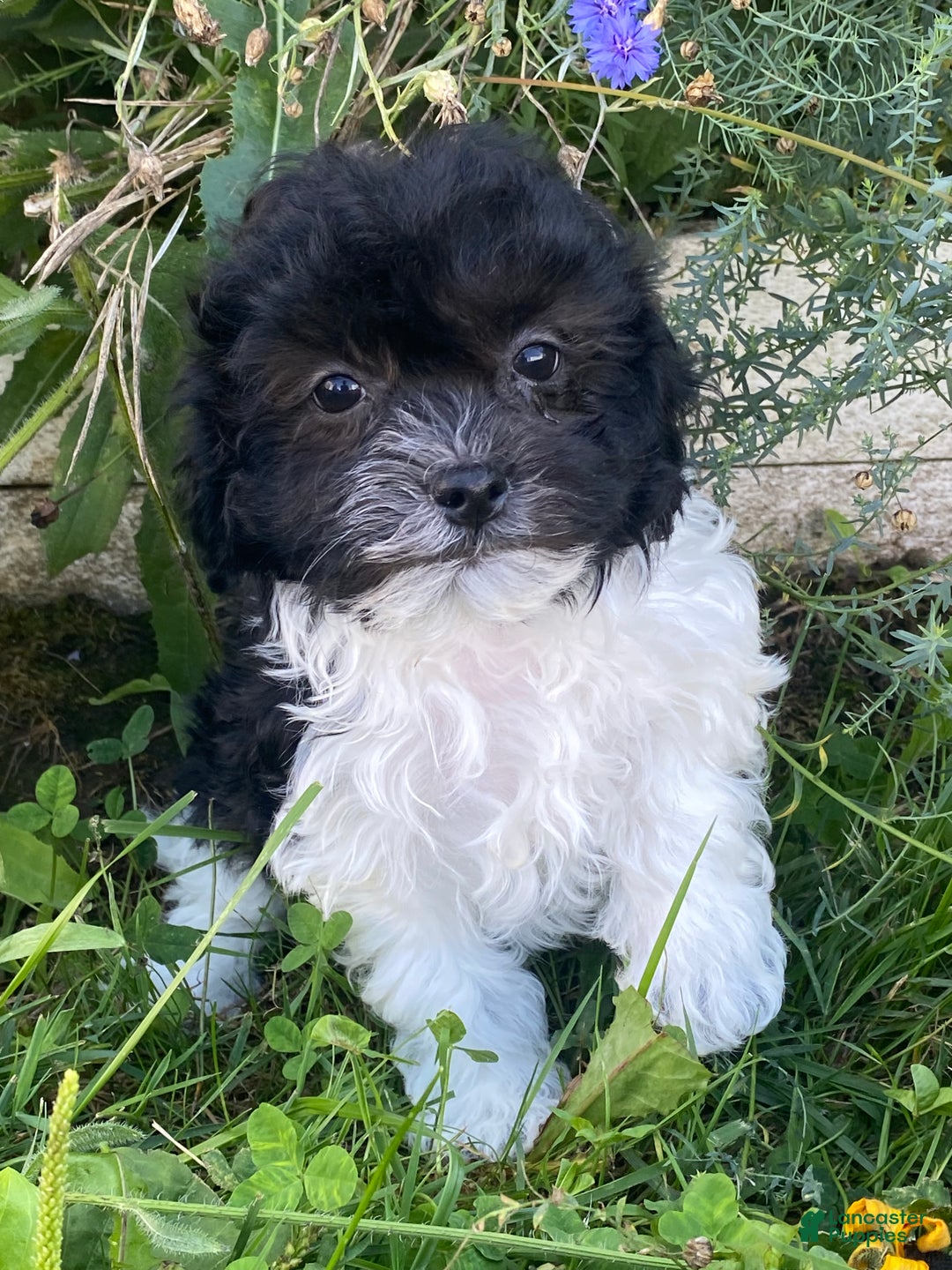 Havanese dogs for sale: Holly  - Ad 5