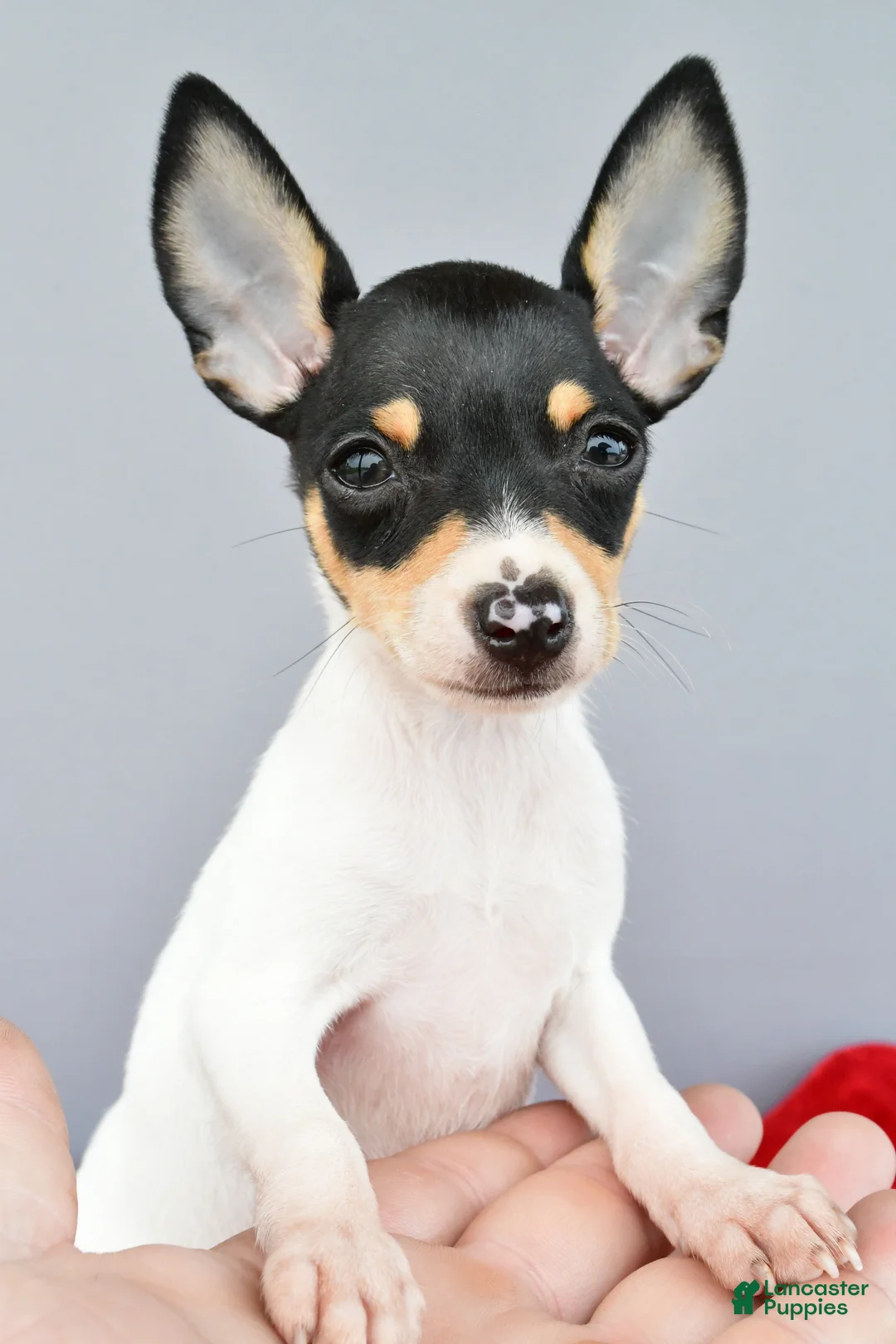 Toy Fox Terrier dogs for sale: Bridget - Ad 2