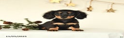 Miniature Dachshund dogs for sale: Harper - Ad 1