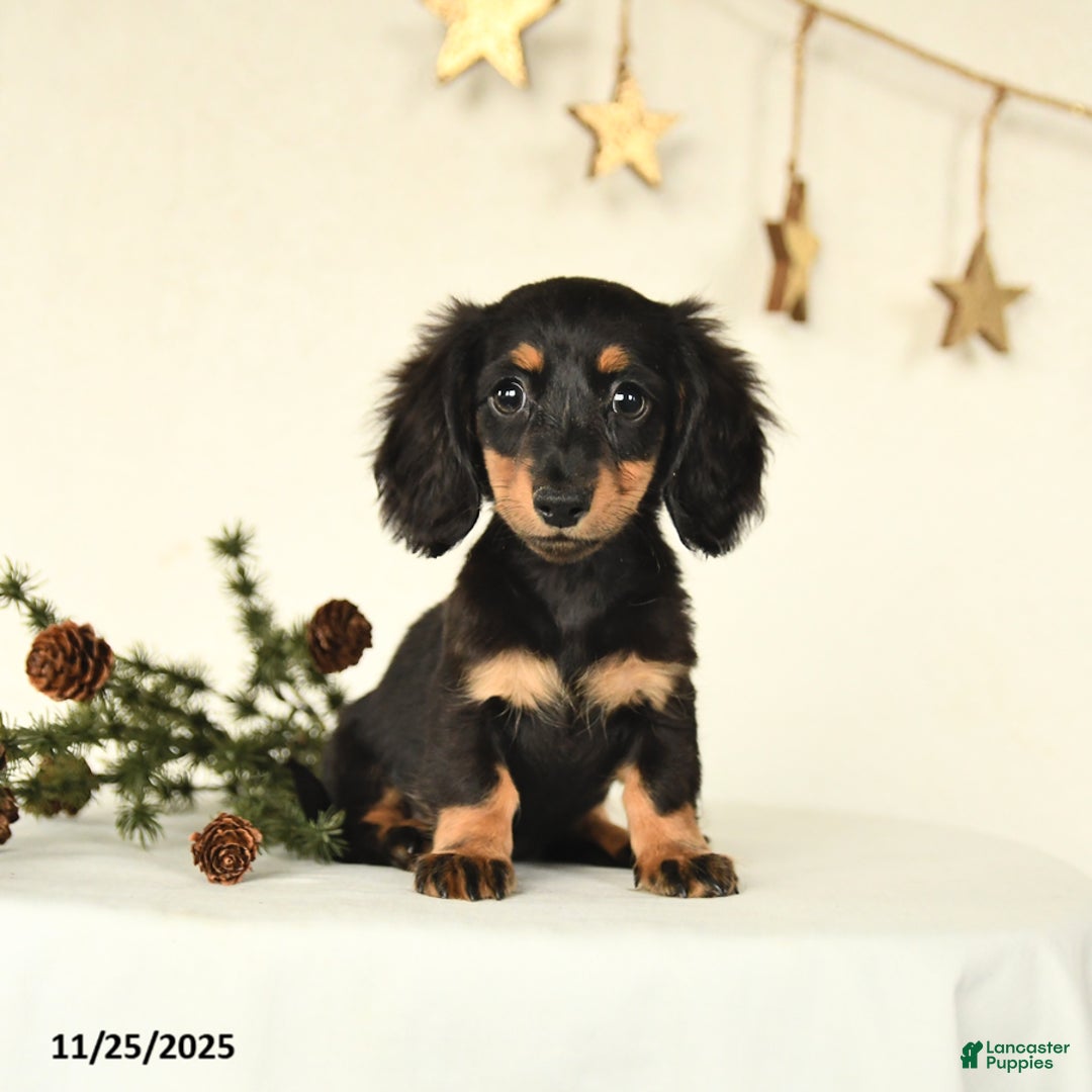 Miniature Dachshund dogs for sale: Harper - Ad 1