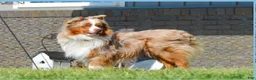Miniature Australian Shepherd dogs for sale: Macy - Ad 11