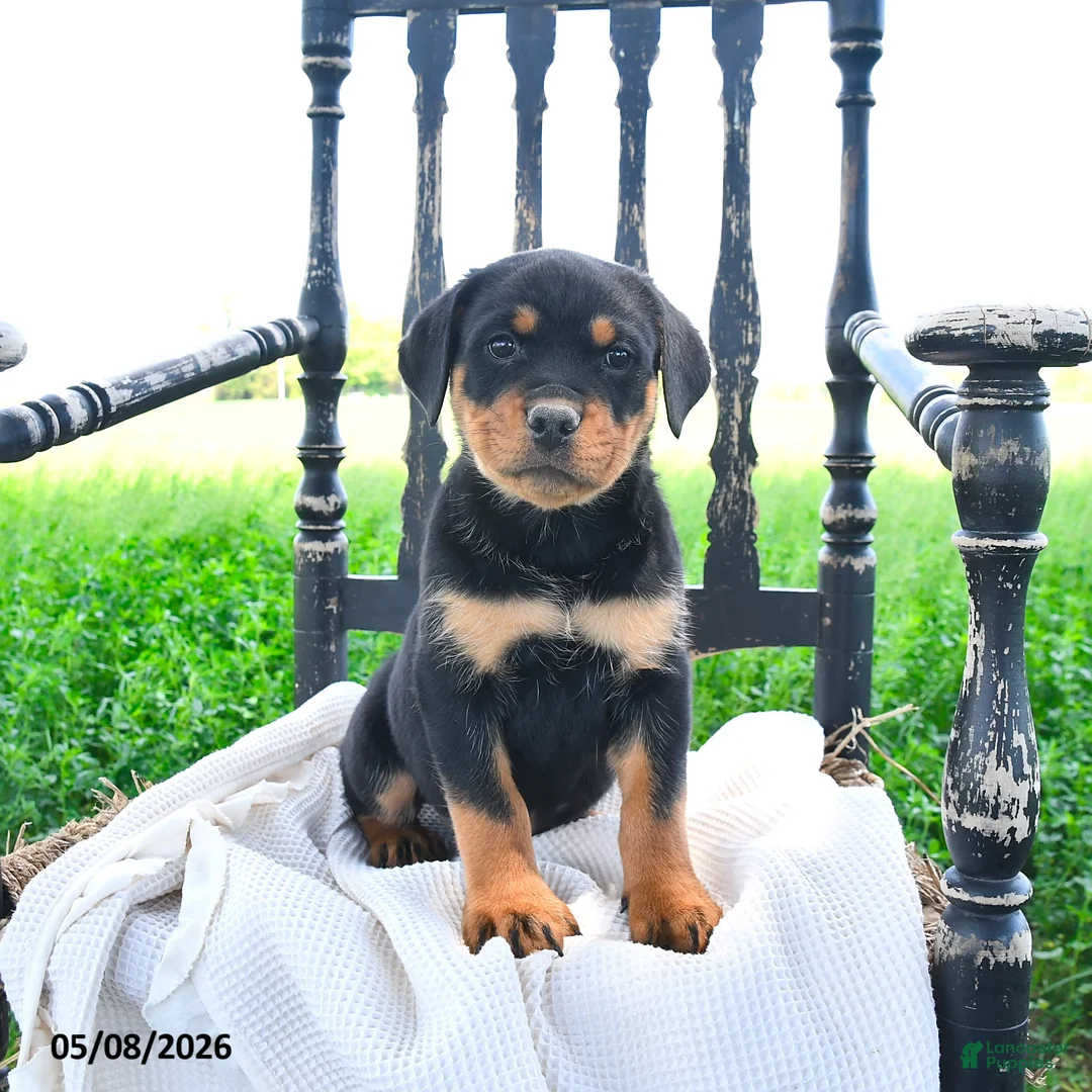 Rottweiler dogs for sale: Redford - Ad 3