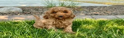 Cockapoo dogs for sale: Glenna - Ad 8