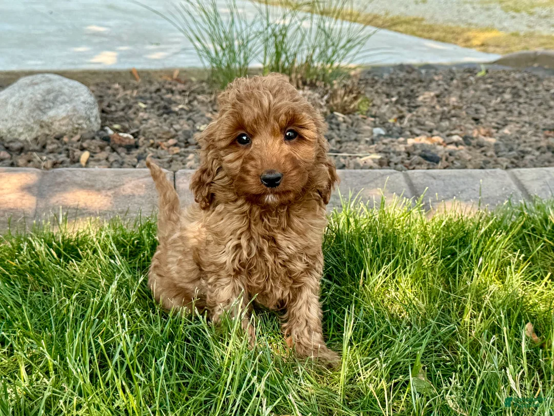Cockapoo dogs for sale: Glenna - Ad 8