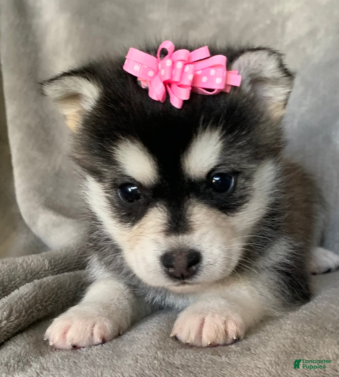 Alaskan Klee Kai dogs for sale: Gorgeous Toy Husky~Sweet POLLY~!!! - Ad 2