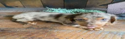 Miniature Dachshund dogs for sale: Stella - Ad 9