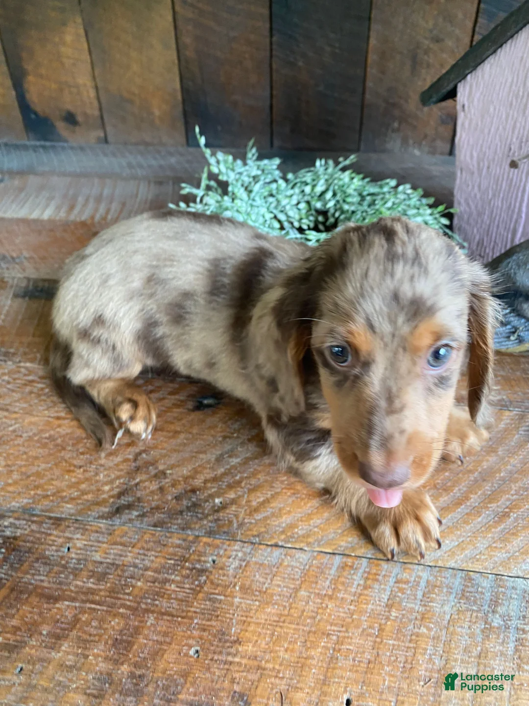 Miniature Dachshund dogs for sale: Stella - Ad 9