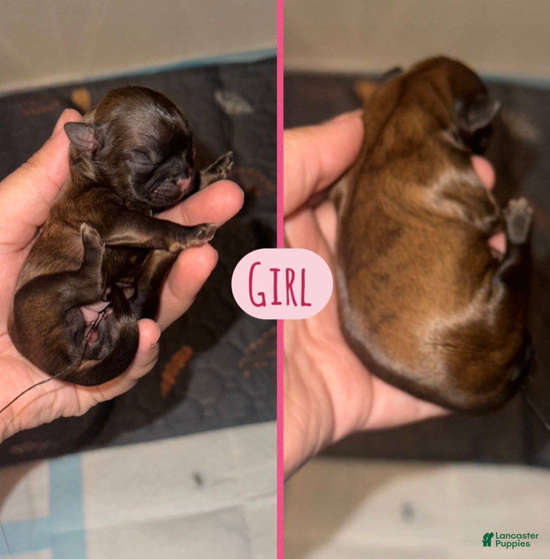 Shih Tzu dogs for sale: Shih Tzu Puppy 3 - Ad 1