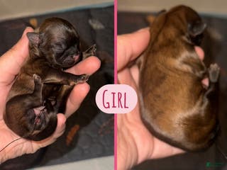 Shih Tzu dogs Shih Tzu Puppy 3 - Ad 38