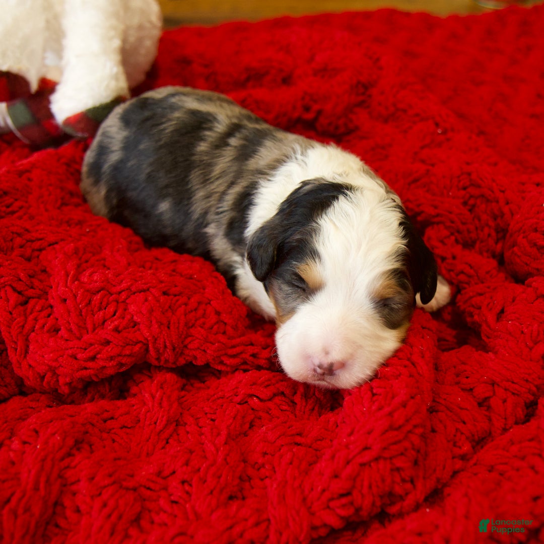 Mini Bernedoodle dogs for sale: Jolly Boy - Ad 7