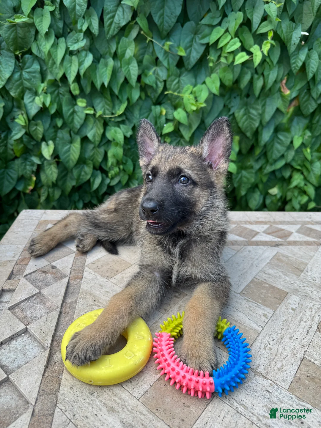 German Shepherd dogs for sale: Blueberry  - Ad 4